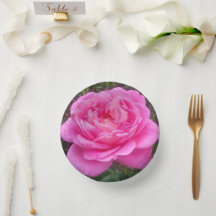 Romantisk rosa ros 'Leonardo Da Vinci'   