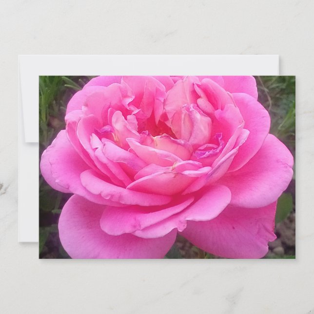 Romantisk rosa ros 'Leonardo Da Vinci'             Inbjudningar (Framsida)
