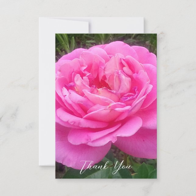 Romantisk rosa ros 'Leonardo Da Vinci'    Tack Kort (Framsida)
