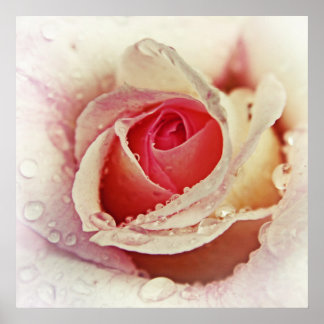 Romantisk Rosa ros med nederbördsblommor Makro Poster