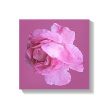 Romantisk rosa ros modern blomster boho chic exklu