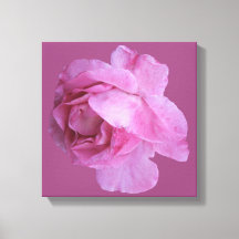 Romantisk rosa ros modern blomster boho chic exklu