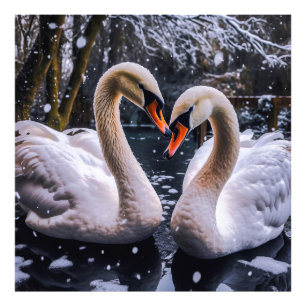 Romantisk Svanar i Winter Wonderland Fototryck
