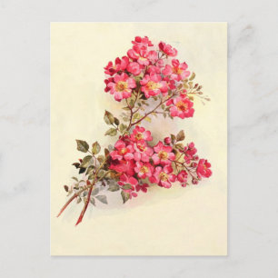 Romantisk Vintage Rosa ros Vykort