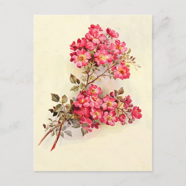 Romantisk Vintage Rosa ros Vykort (Framsida)