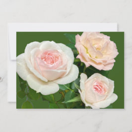 Romantisk vit rosa ros inbjudningar
