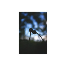 Romantiska blommor – botanisk boho-fantasi