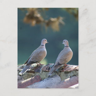 Romantiska Doves Vykort