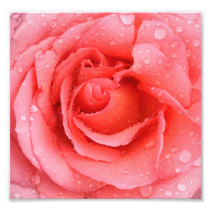 Romantiska droppar Rosa ros Vatten Fototryck
