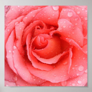 Romantiska droppar Rosa ros Vatten Poster