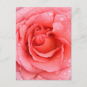Romantiska droppar Rosa ros Vatten Vykort