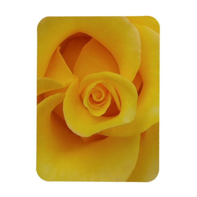 Romantiska gula rosenblad magnet (Vertikal)