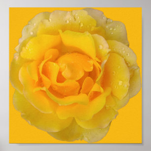 Romantiska gula rosenvattendroppar poster