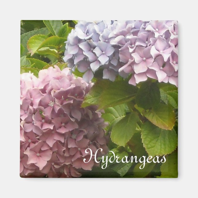 Romantiska Hydrangeas Magnet (Framsidan)
