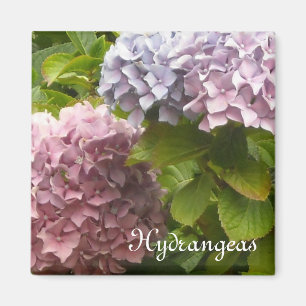 Romantiska Hydrangeor Magnet