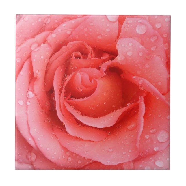 Romantiska röda rosa ros vatten droppar kakelplatta (Framsidan)