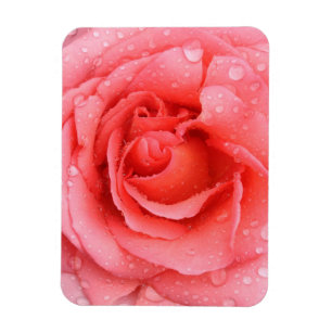 Romantiska röda rosa ros vatten droppar magnet
