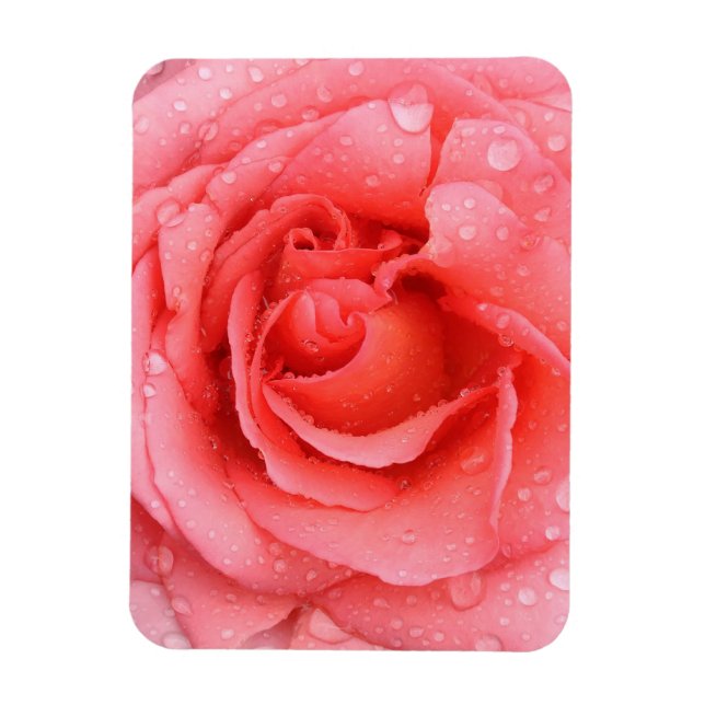 Romantiska röda rosa ros vatten droppar magnet (Vertikal)