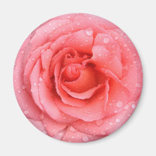 Romantiska röda rosa rosenvattendroppar magnet