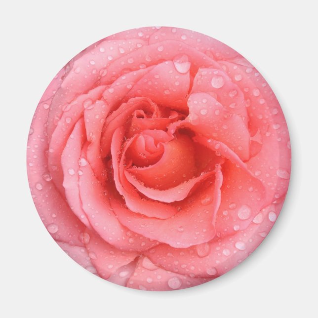 Romantiska röda rosa rosenvattendroppar magnet (Framsidan)
