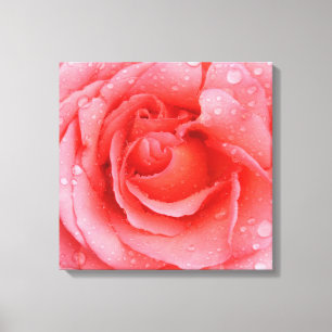 Romantiska rosa rosenvatten droppar canvastryck