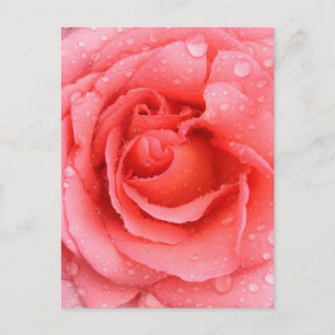 Romantiska Rosa Rosenvattendroppar Vykort