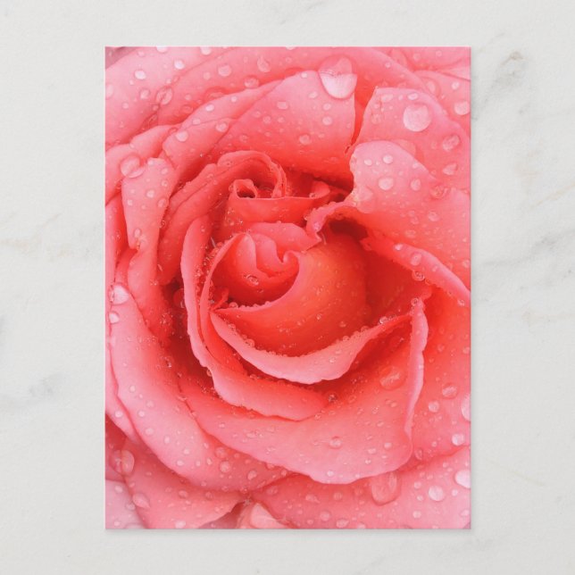 Romantiska Rosa Rosenvattendroppar Vykort (Framsida)