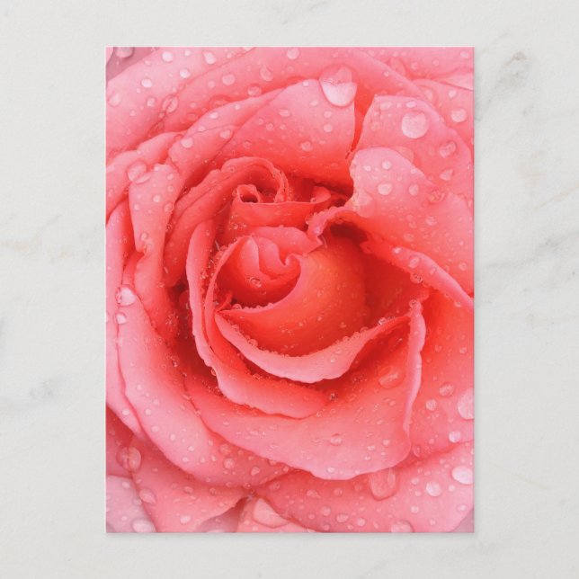 Romantiska Rosa Rosvatten Droppar Vykort (Framsida)