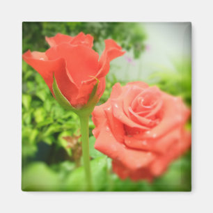 Romantiska rosblommor magnet