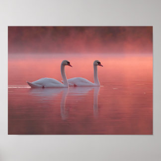 Romantiska svanar på Rosa sjö Dimmig soluppgång Poster