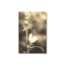 Romantiska träd & blommor – botanisk boho-fantasi 