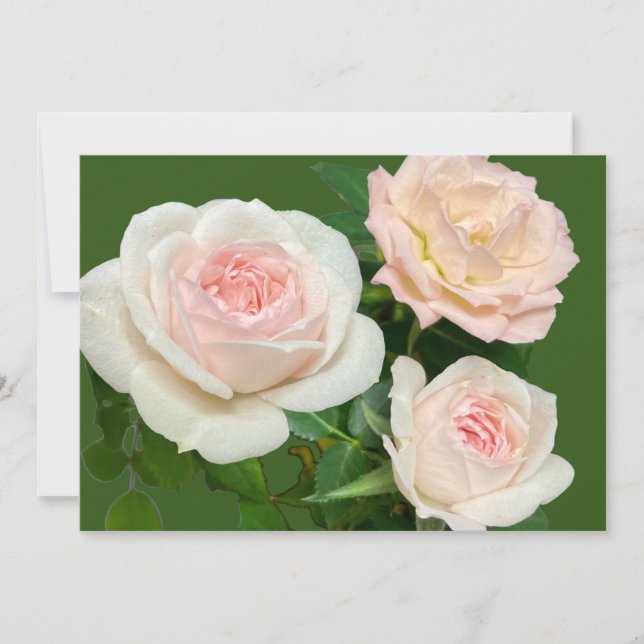 Romantiska vita rosa rosor  inbjudningar (Framsida)