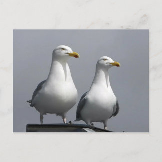 Romantiskt par av måsar på den skotska ön Isle of Vykort