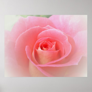 Romantiskt rosa rostryck poster