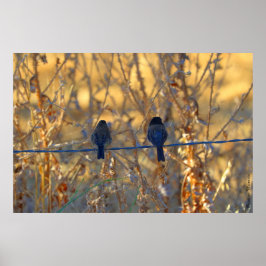 Romantiskt sparrow-fågelpar, upp till 36 "x24" fot poster