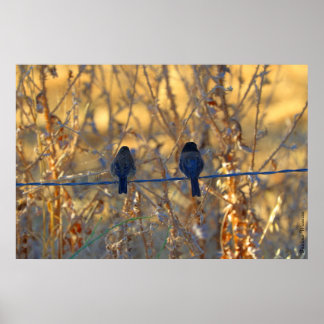 Romantiskt sparrow-fågelpar, upp till 36 "x24" fot poster