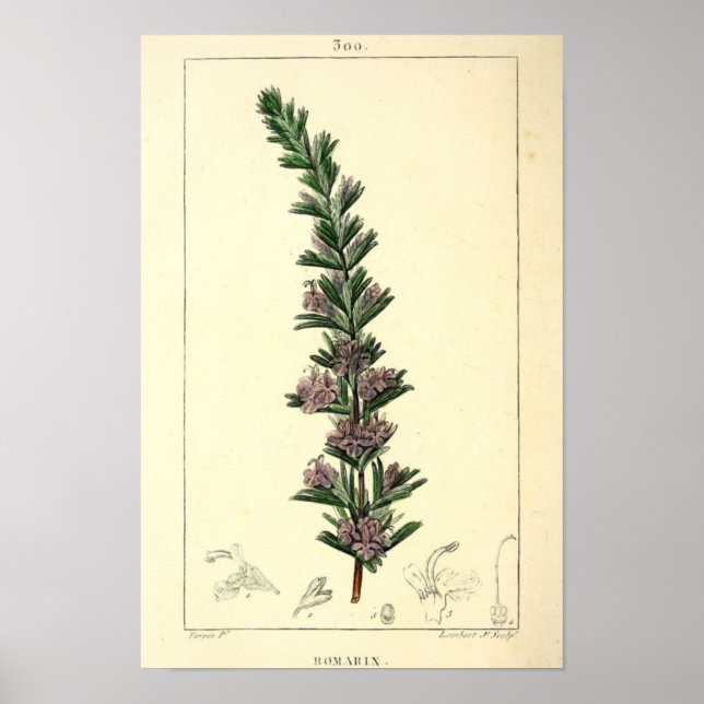 Romarin, Rosemary Plant Print Poster (Framsidan)