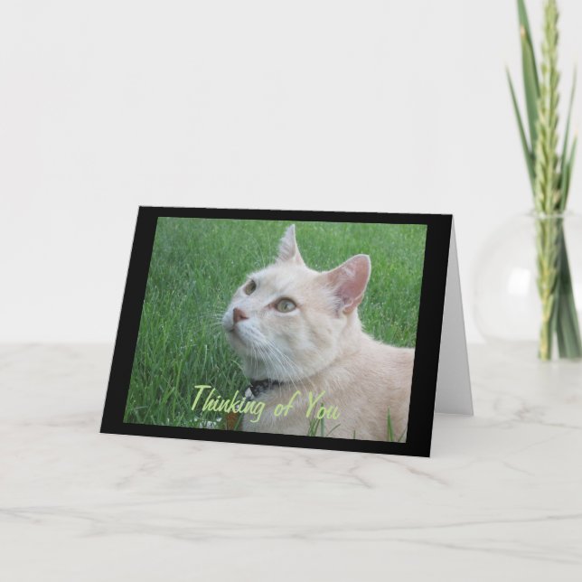 Romeo Cat Thinking of You Greeting Card Kort (Framsida)