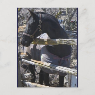 Romeo-foto Vykort