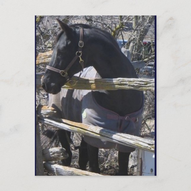 Romeo-foto Vykort (Framsida)