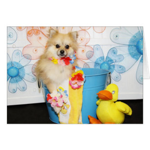 Romeo - Pomeranian -1 Hälsningskort