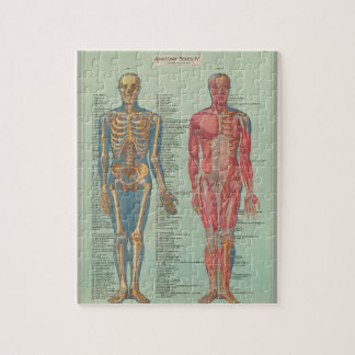 Rompecabezas - Anatomía Pussel