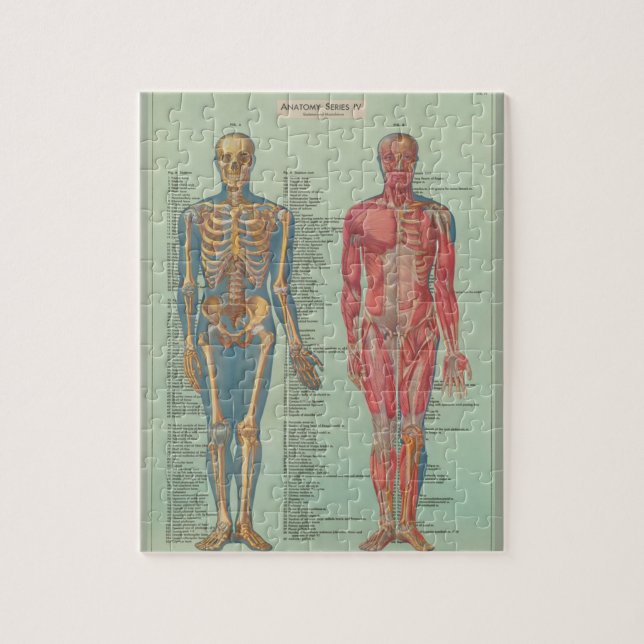 Rompecabezas - Anatomía Pussel (Vertikal)