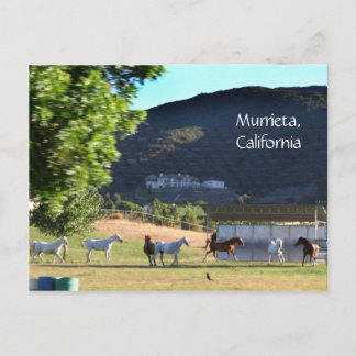 Romping Horses in Murrieta, CA Vykort
