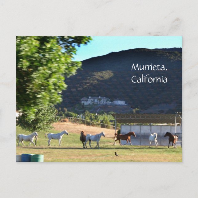 Romping Horses in Murrieta, CA Vykort (Framsida)