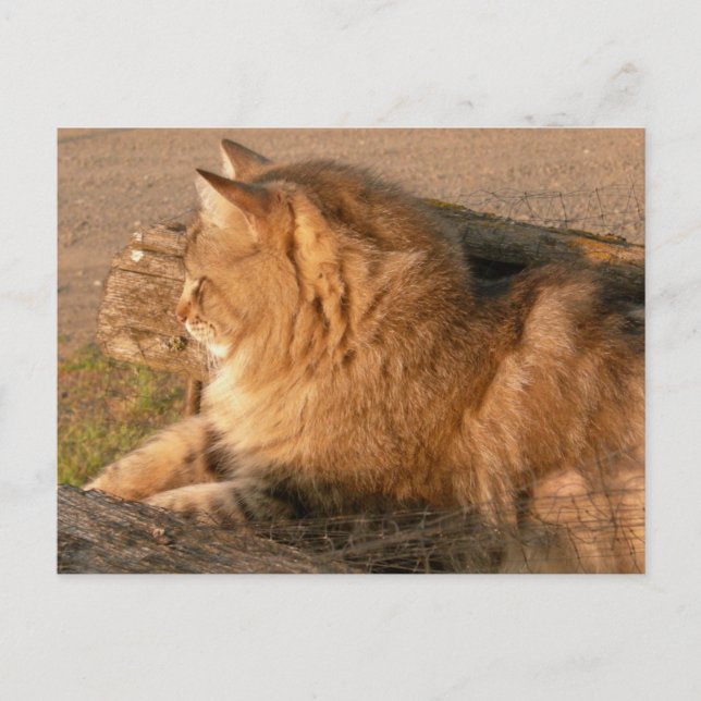 RomTum Tiggle Vykort (Framsida)