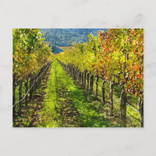 Ron av grapevines i Napa Valley California Vykort