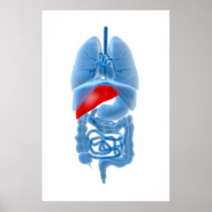 Röntga avbildar av inre organ med bukspottkörteln poster