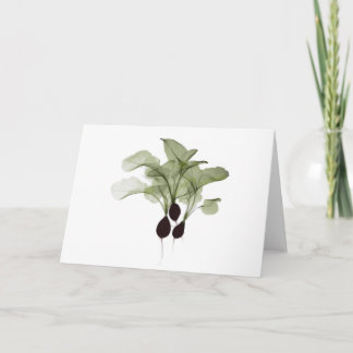 Röntgen: Radish notecard Kort