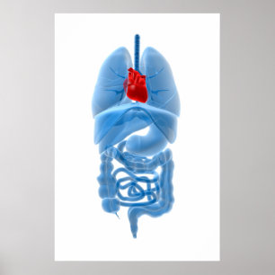 röntgenbild av inre organ med hjärta poster